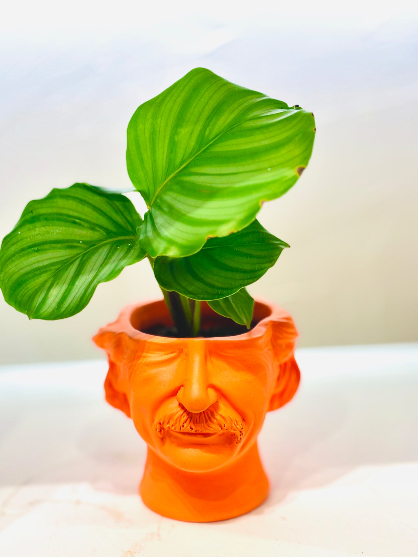 Cache pot Albert Einstein