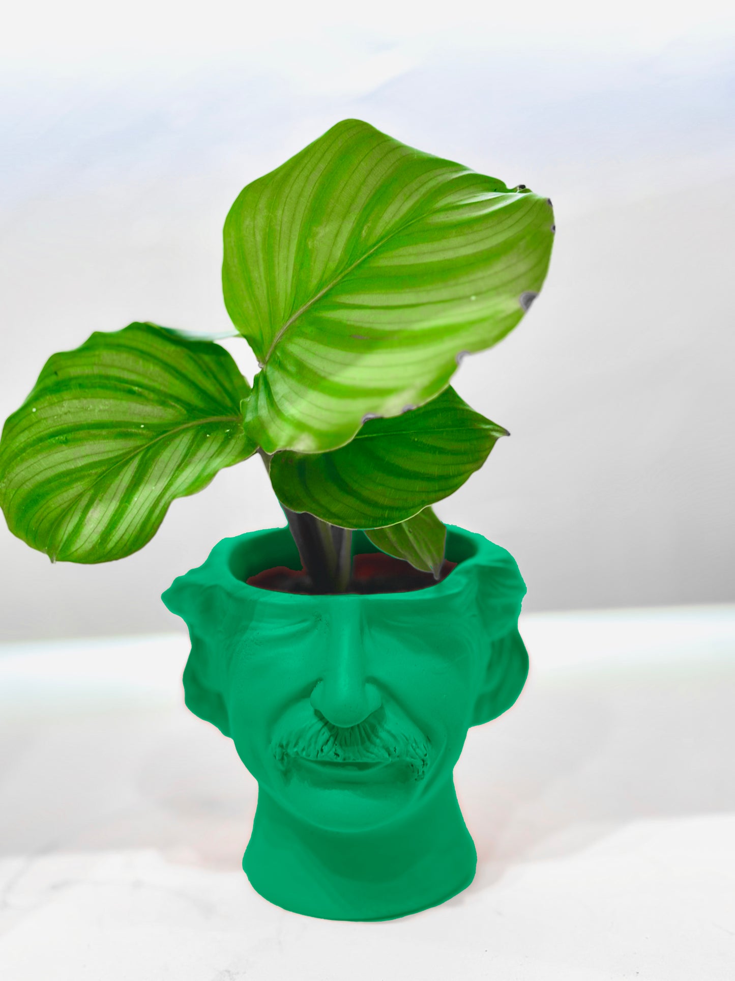 Cache pot Albert Einstein