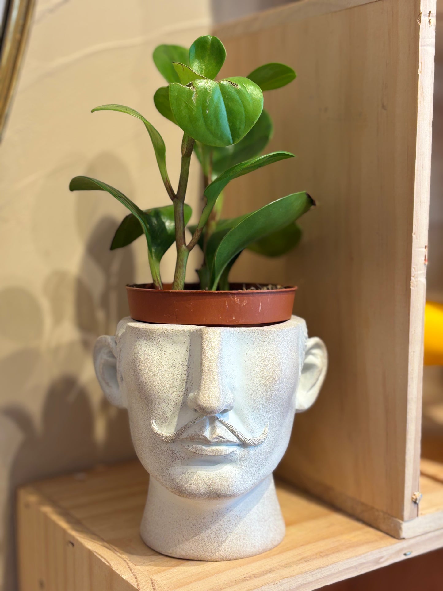 Cache pot Dali