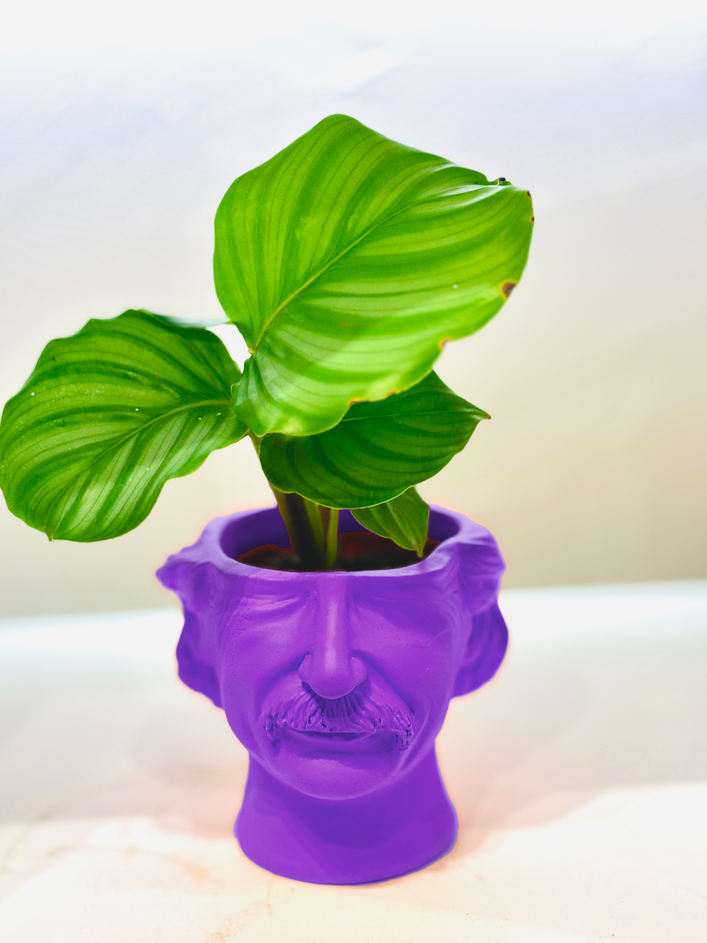Cache pot Albert Einstein