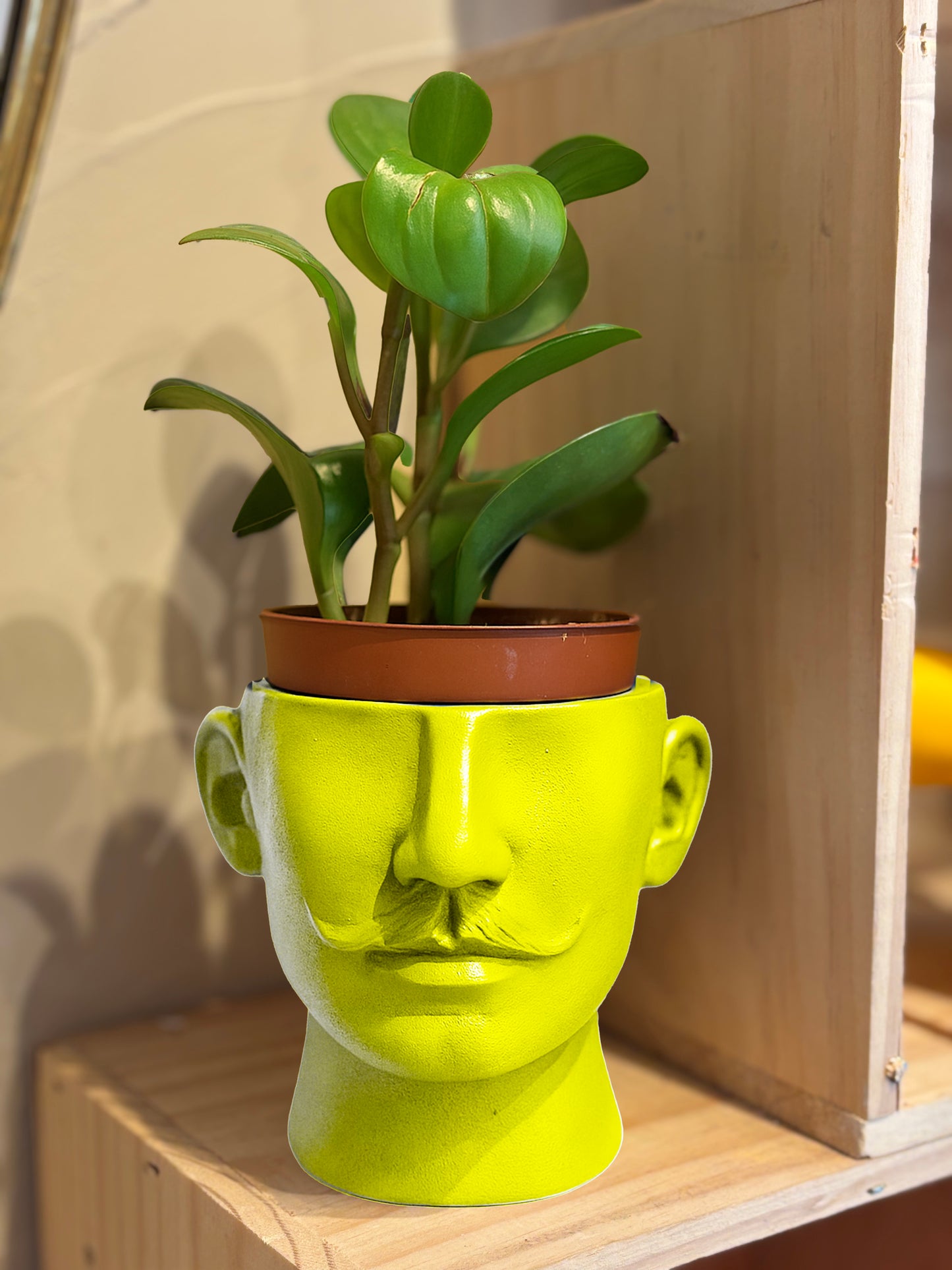 Cache pot Dali