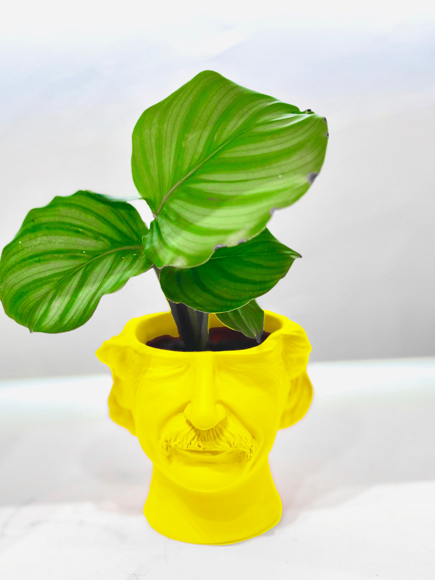 Cache pot Albert Einstein