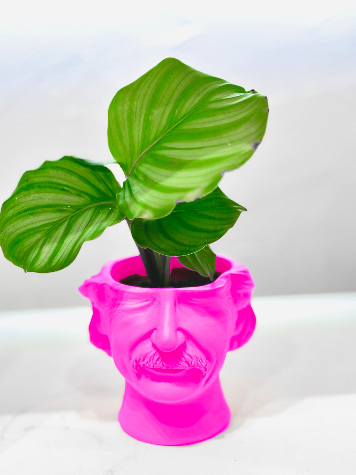 Cache pot Albert Einstein