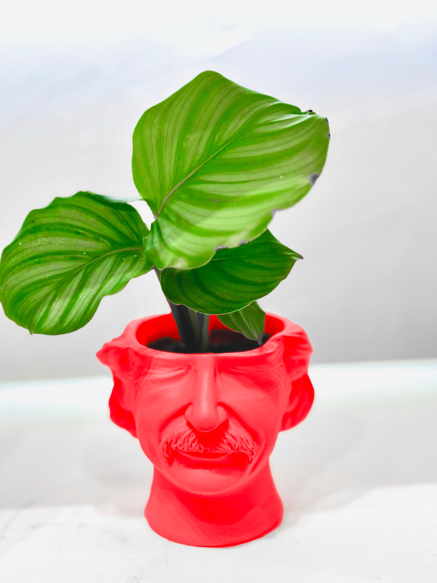 Cache pot Albert Einstein