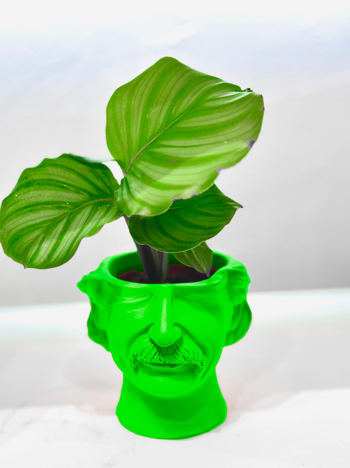 Cache pot Albert Einstein