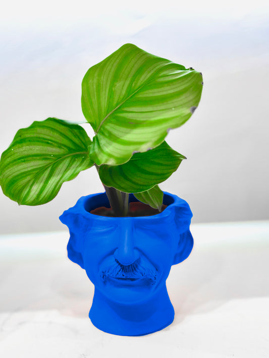 Cache pot Albert Einstein