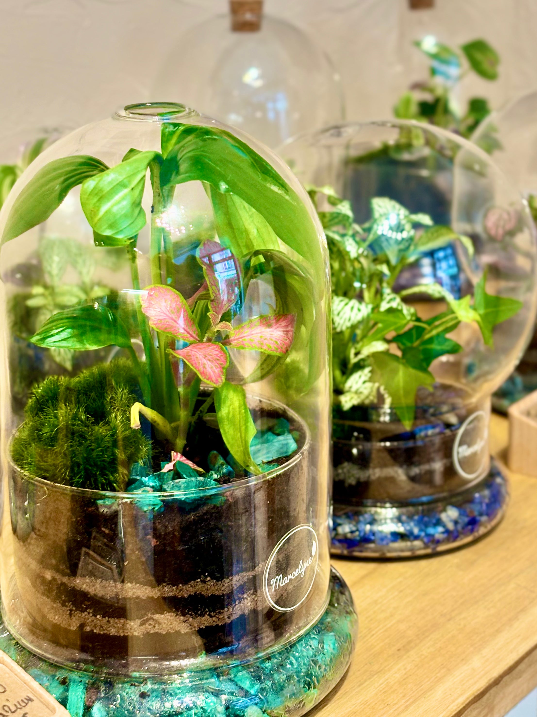Terrarium pierre naturelle bordeaux