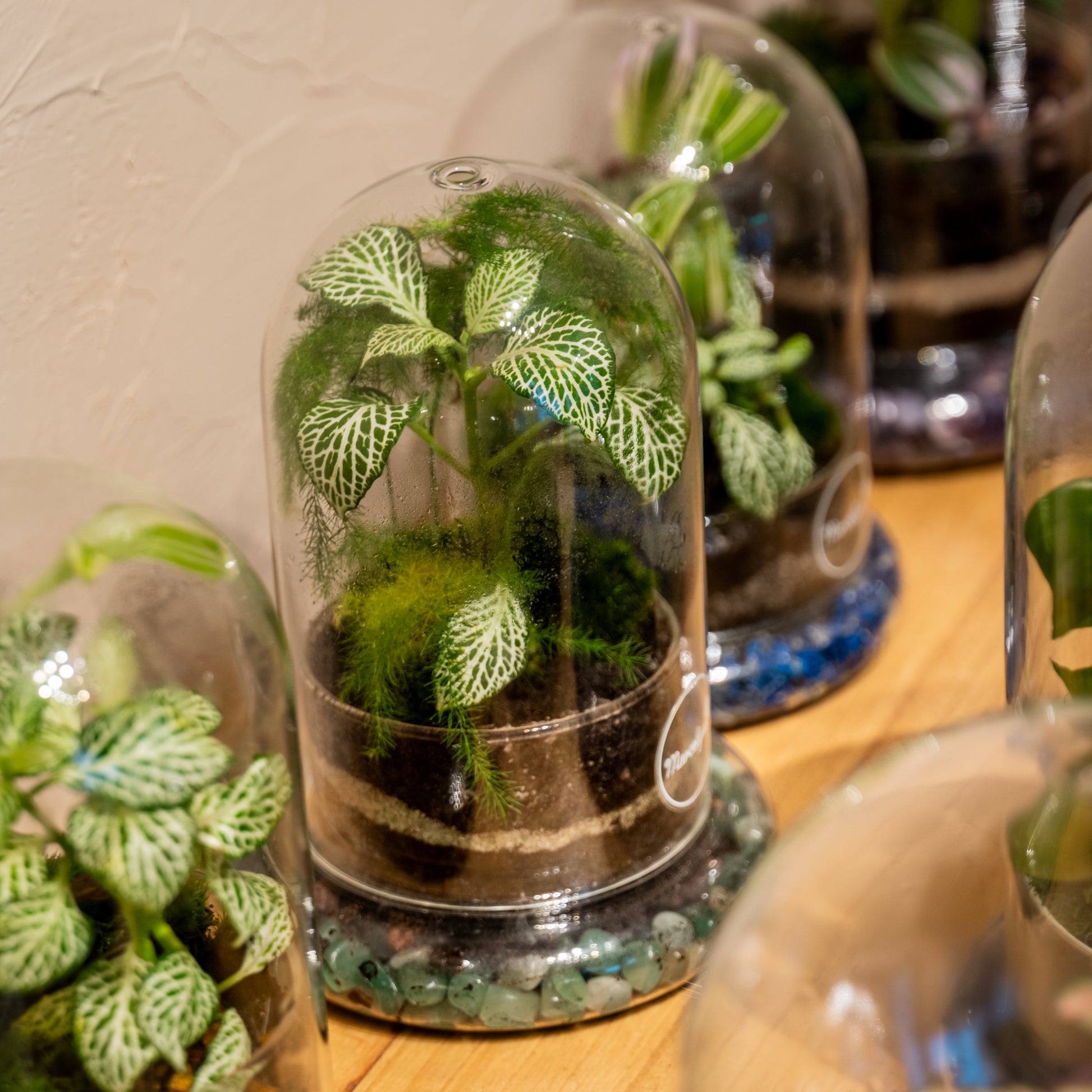 petit terrarium bordeaux